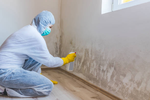 Licensed Mold Remediation service in Bellwood, IL - WQB Mold Removal