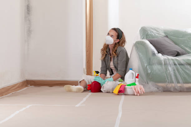 Reliable Mold Remediation contractor in Bellwood, IL by WQB Mold Removal